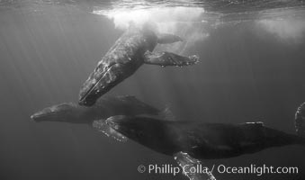 North Pacific humpback whales, socializing trio of adults, Megaptera novaeangliae, Maui