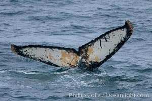 Humpback whale, raising its fluke before it dives.  The distinctive patterns on the underside of the whales fluke allow it to be identified by researchers.11, Megaptera novaeangliae, Gerlache Strait