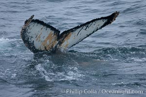 Humpback whale, raising its fluke before it dives.  The distinctive patterns on the underside of the whales fluke allow it to be identified by researchers.11, Megaptera novaeangliae, Gerlache Strait