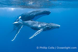 Humpback mother and calf swimming together underwater, Moorea Island, French Polynesia, Megaptera novaeangliae