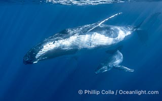 Humpback mother and calf swimming together underwater, Moorea Island, French Polynesia, Megaptera novaeangliae