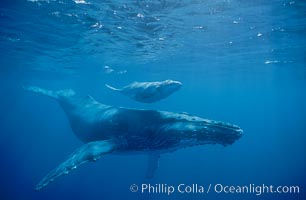 North Pacific humpback whales, a mother and calf pair swim closely together just under the surface of the ocean.  The calf will remain with its mother for about a year, migrating from Hawaii to Alaska to feed on herring, Megaptera novaeangliae, Maui