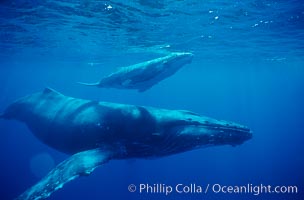 North Pacific humpback whale, cow/calf, Megaptera novaeangliae, Maui