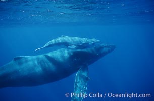 North Pacific humpback whale, cow/calf. Maui, Hawaii, USA, Megaptera novaeangliae, natural history stock photograph, photo id 00143