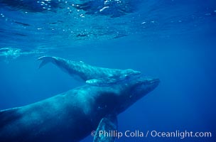 North Pacific humpback whale, cow/calf, Megaptera novaeangliae, Maui