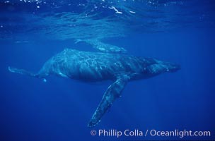 North Pacific humpback whale, Megaptera novaeangliae, Maui