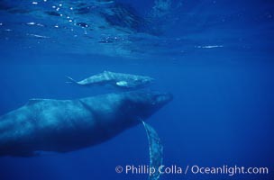 North Pacific humpback whale, cow/calf, Megaptera novaeangliae, Maui