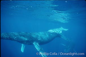 North Pacific humpback whale, cow/calf, Megaptera novaeangliae, Maui