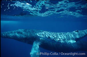 North Pacific humpback whale, cow/calf, Megaptera novaeangliae, Maui