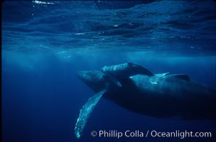 North Pacific humpback whale, cow/calf, Megaptera novaeangliae, Maui