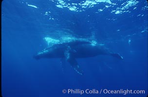 North Pacific humpback whale, Megaptera novaeangliae, Maui