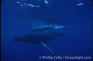 North Pacific humpback whale, cow/calf, Megaptera novaeangliae, Maui