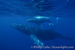 North Pacific humpback whale, cow/calf. Maui, Hawaii, USA, Megaptera novaeangliae, natural history stock photograph, photo id 00157