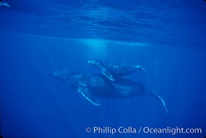 North Pacific humpback whale, cow/calf, Megaptera novaeangliae, Maui