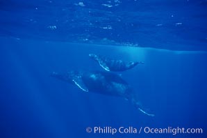 North Pacific humpback whale, cow/calf, Megaptera novaeangliae, Maui