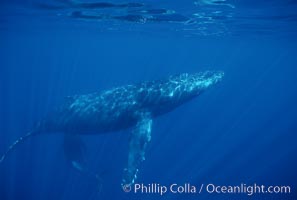 North Pacific humpback whale, cow/calf. Maui, Hawaii, USA, Megaptera novaeangliae, natural history stock photograph, photo id 00160