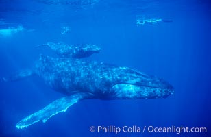 North Pacific humpback whales, a mother and young calf swim near scientific research divers. Megaptera novaeangliae.