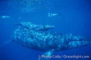 North Pacific humpback whale, mother and calf, research divers, Megaptera novaeangliae, Maui