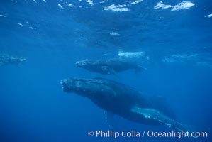 North Pacific humpback whale, mother and calf, research diver, Megaptera novaeangliae, Maui