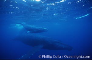 North Pacific humpback whale, mother and calf/escort, research divers, Megaptera novaeangliae, Maui