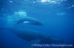 North Pacific humpback whale, mother and calf/escort, research divers, Megaptera novaeangliae, Maui