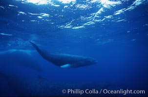 North Pacific humpback whale, mother and calf/escort, research divers, Megaptera novaeangliae, Maui
