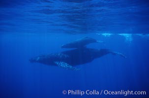 North Pacific humpback whale, mother and calf, Megaptera novaeangliae, Maui