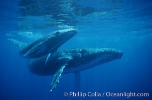 North Pacific humpback whale, mother and calf, Megaptera novaeangliae, Maui