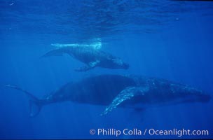 North Pacific humpback whale, mother and calf, Megaptera novaeangliae, Maui