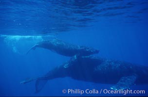 North Pacific humpback whale, mother and calf, Megaptera novaeangliae, Maui