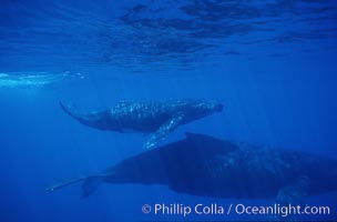 North Pacific humpback whale, mother and calf, Megaptera novaeangliae, Maui