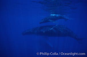 North Pacific humpback whale, mother and calf, Megaptera novaeangliae, Maui