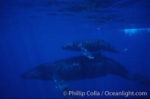 North Pacific humpback whale, mother and calf, Megaptera novaeangliae, Maui