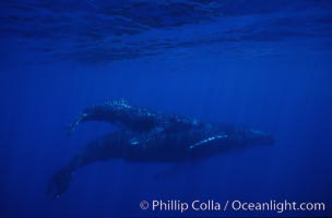 North Pacific humpback whale, mother and calf, Megaptera novaeangliae, Maui