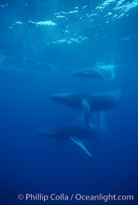 North Pacific humpback whale, mother (middle), calf (top) and escort (bottom), Megaptera novaeangliae, Maui