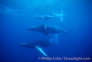 North Pacific humpback whale, mother (middle), calf (top) and escort (bottom), Megaptera novaeangliae, Maui