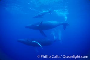 North Pacific humpback whale, mother (middle), calf (top) and escort (bottom), Megaptera novaeangliae, Maui