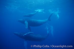 North Pacific humpback whale, mother (middle), calf (top) and escort (bottom), Megaptera novaeangliae, Maui