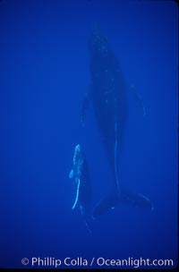 North Pacific humpback whale, mother and calf, Megaptera novaeangliae, Maui