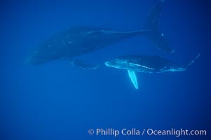 Image 01314, North Pacific humpback whale, mother and calf. Maui, Hawaii, USA, Megaptera novaeangliae, Phillip Colla / HWRF, all rights reserved worldwide.   Keywords: animal:baby:baby whale:balaenopteridae:behavior:calf:cetacea:cetacean:endangered:endangered threatened species:hawaii:hawaiian islands:hawaiian islands humpback whale national marine sanctuary:hump back whale:humpback:humpback whale:humpback whale juvenile calf:humpback whale mother and calf:humpbacked whale:juvenile:juvenile calf:mammal:marine:marine mammal:maui:megaptera:megaptera novaeangliae:mother and calf:mother calf nurturing:mysticete:mysticeti:national marine sanctuaries:nature:north pacific humpback whale:novaeangliae:ocean:oceans:pacific:research:rorqual:sea:underwater:usa:whale:whale behavior:whale calf:wildlife:young.   NOTE:  This photograph was taken during Hawaii Whale Research Foundation research activities conducted under NOAA/NMFS and State of Hawaii permit.  Its use is subject to certain restrictions.  Please contact the photographer for more information.