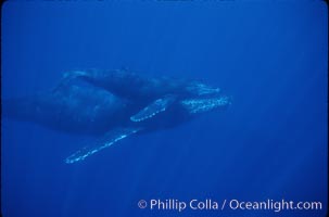 North Pacific humpback whale, mother and calf, Megaptera novaeangliae, Maui