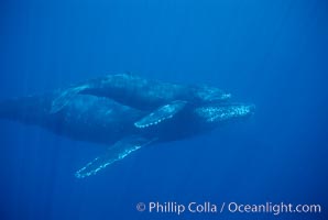 North Pacific humpback whale, mother and calf. Maui, Hawaii, USA, Megaptera novaeangliae, natural history stock photograph, photo id 01319