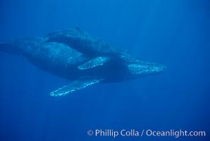 North Pacific humpback whale, mother and calf. Maui, Hawaii, USA, Megaptera novaeangliae, natural history stock photograph, photo id 01320