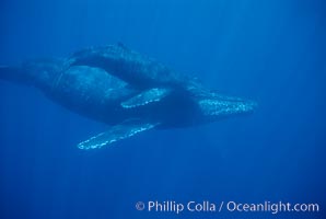 North Pacific humpback whale, mother and calf, Megaptera novaeangliae, Maui