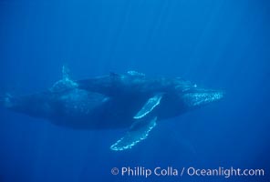 Image 01321, North Pacific humpback whale, mother and calf. Maui, Hawaii, USA, Megaptera novaeangliae, Phillip Colla / HWRF, all rights reserved worldwide.   Keywords: animal:baby:baby whale:balaenopteridae:behavior:calf:cetacea:cetacean:endangered:endangered threatened species:hawaii:hawaiian islands:hawaiian islands humpback whale national marine sanctuary:hump back whale:humpback:humpback whale:humpback whale juvenile calf:humpback whale mother and calf:humpbacked whale:juvenile:juvenile calf:mammal:marine:marine mammal:maui:megaptera:megaptera novaeangliae:mother and calf:mother calf nurturing:mysticete:mysticeti:national marine sanctuaries:nature:north pacific humpback whale:novaeangliae:ocean:oceans:pacific:research:rorqual:sea:underwater:usa:whale:whale behavior:whale calf:wildlife:young.   NOTE:  This photograph was taken during Hawaii Whale Research Foundation research activities conducted under NOAA/NMFS and State of Hawaii permit.  Its use is subject to certain restrictions.  Please contact the photographer for more information.