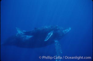 North Pacific humpback whale, mother and calf, Megaptera novaeangliae, Maui