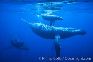 Humpback whale mother, calf (top), male escort (rear), underwater.  A young humpback calf typically swims alongside or above its mother, and male escorts will usually travel behind the mother, Megaptera novaeangliae, Maui