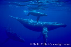Humpback whale mother, calf (top), male escort (rear), underwater.  A young humpback calf typically swims alongside or above its mother, and male escorts will usually travel behind the mother.