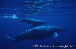 Humpback whale mother, calf (top), male escort (rear), Megaptera novaeangliae, Maui