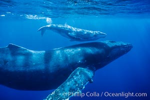 North Pacific humpback whale, mother and calf near ocean surface, cow/calf, Megaptera novaeangliae, Maui